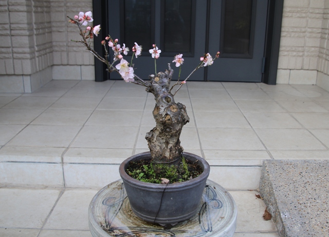 GX0A9115.jpg UME.jpg