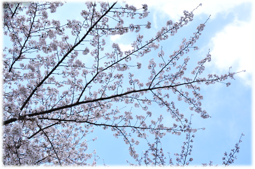 桜い
