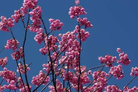 荏原神社の寒緋桜