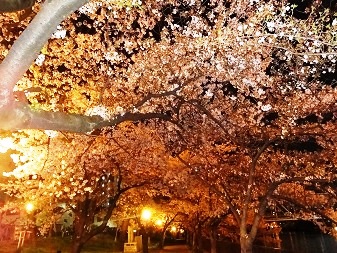 桜４.jpg