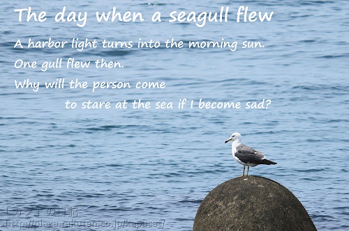 seagull