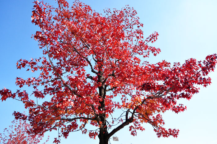 紅葉４