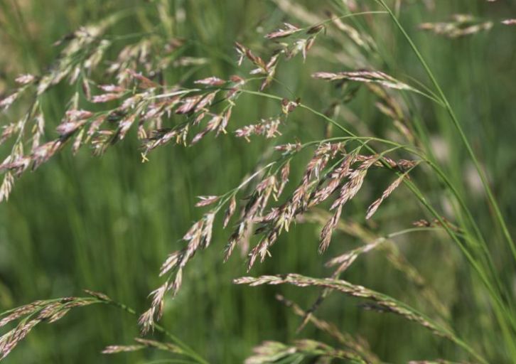 イネ科植物は人類にとって欠かせない存在 | 歌 と こころ と 心 の さんぽ - 楽天ブログ