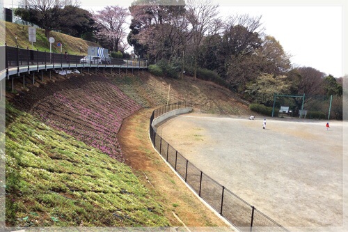 岡村少年野球場の芝桜