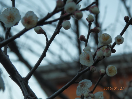 P1270012b20160127.jpg