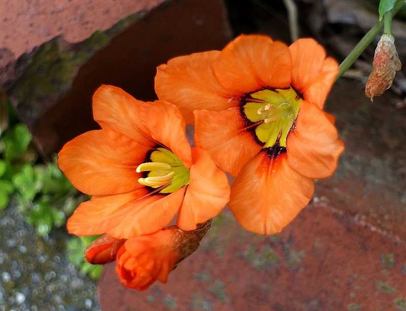 4月17日 今日の一花 イキシア Gazengamaのブログ 散歩中に出合った花と趣味の陶芸作品 楽天ブログ