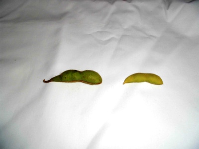 2013_1016_213335-CIMG0135.jpg