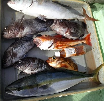 日立釣果　11-27-2013.jpg