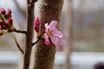 桜140428