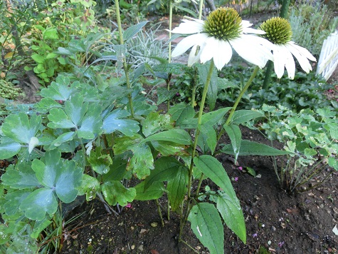 白エキナセア