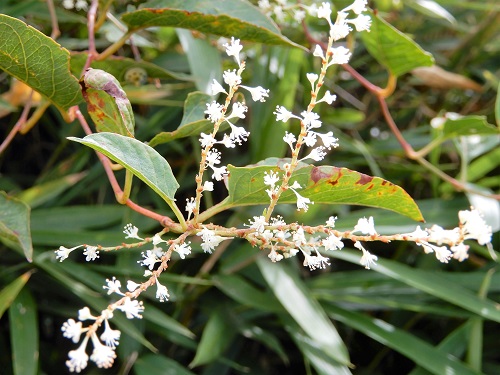 イタドリの雄花 (1).JPG