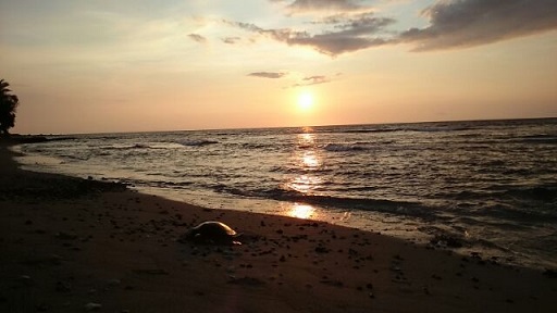 夕陽とホヌ.jpg