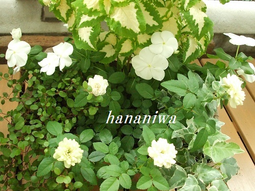 グリーンアイス４つ