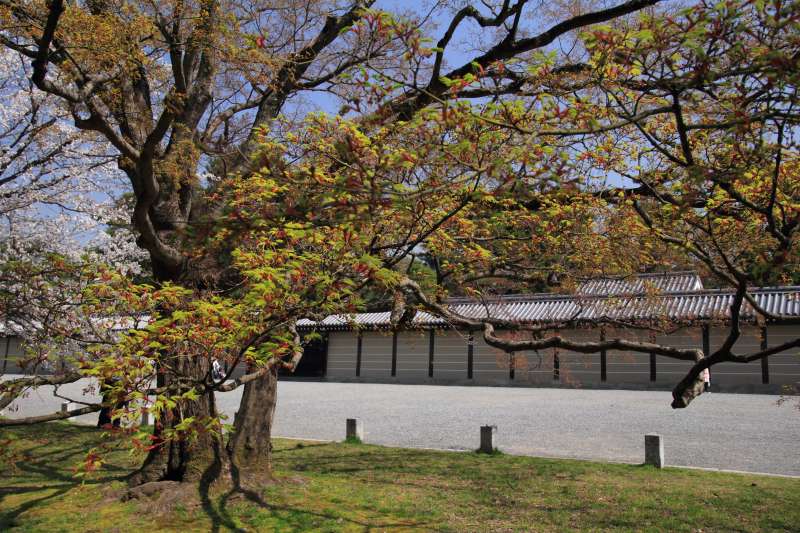 京都御所_007モミジ.jpg