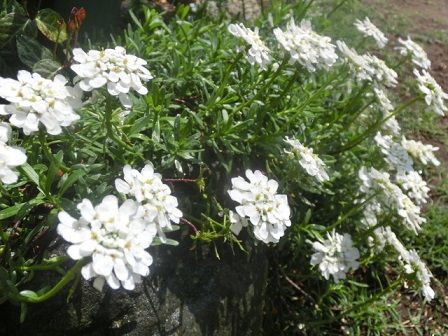 イベリスとタイムの小道 嵐のあとに 藤の花 アロエ 静かな時が流れる 風の庭 楽天ブログ