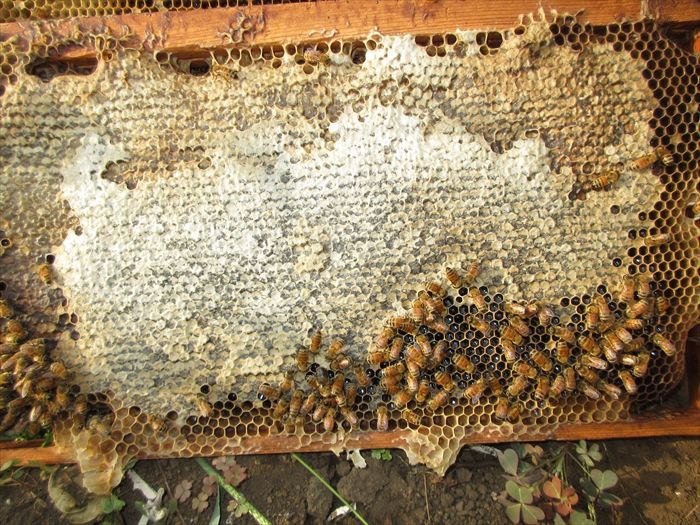 蜜蜂の巣板を丁寧に管理する養蜂家の写真素材 ぱくたそ | 調節可能な ...