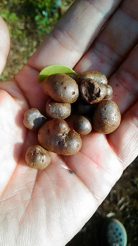 作物 むかご 山芋の実 いたち 医達 塾 ナルヘソサプリ 栄養管理で健康を保つ 楽天ブログ