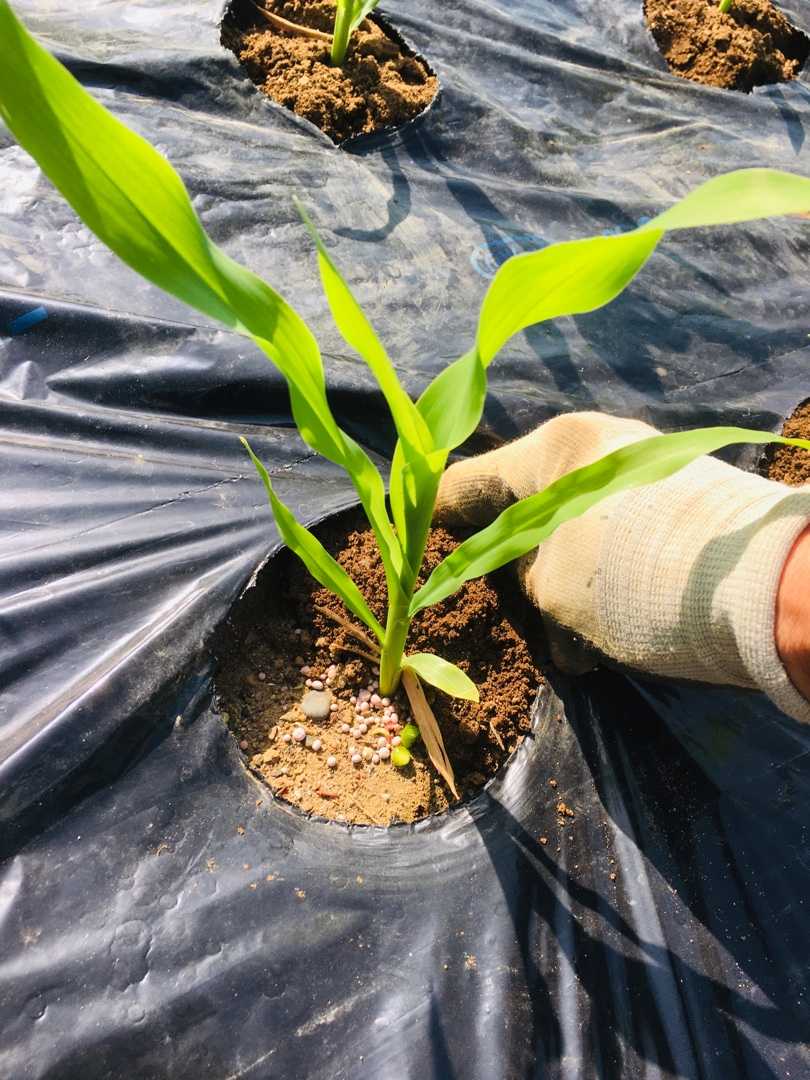 トウモロコシの間引き 追肥 土寄せ Futtutyの菜園ブログ 楽天ブログ