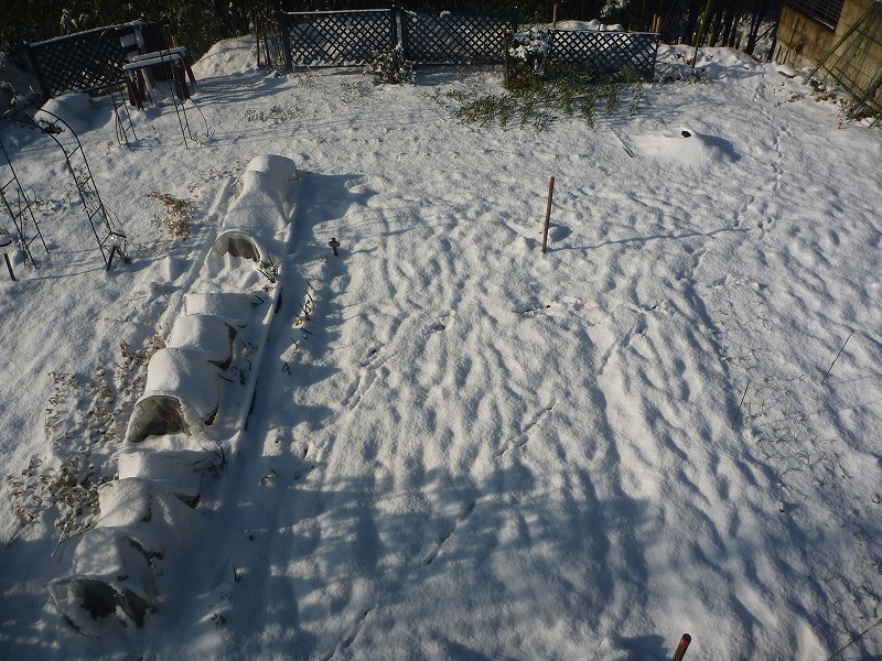 今朝の降雪。