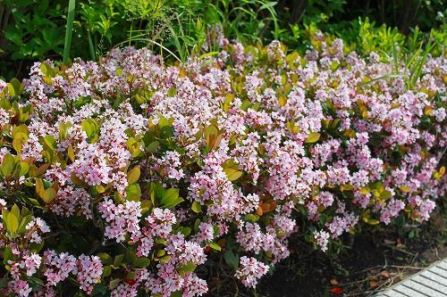 東京の道路脇や公園でよく見る花です おとっつぁん いろいろやっちょります 楽天ブログ