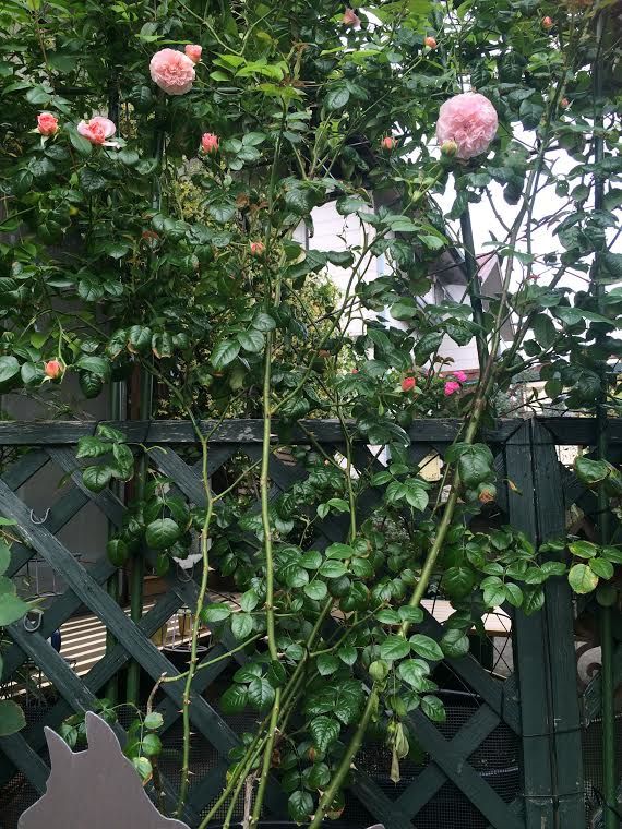 バラ ストロベリーヒル イングリッシュローズ ゆるっと気のむくまま 楽天ブログ