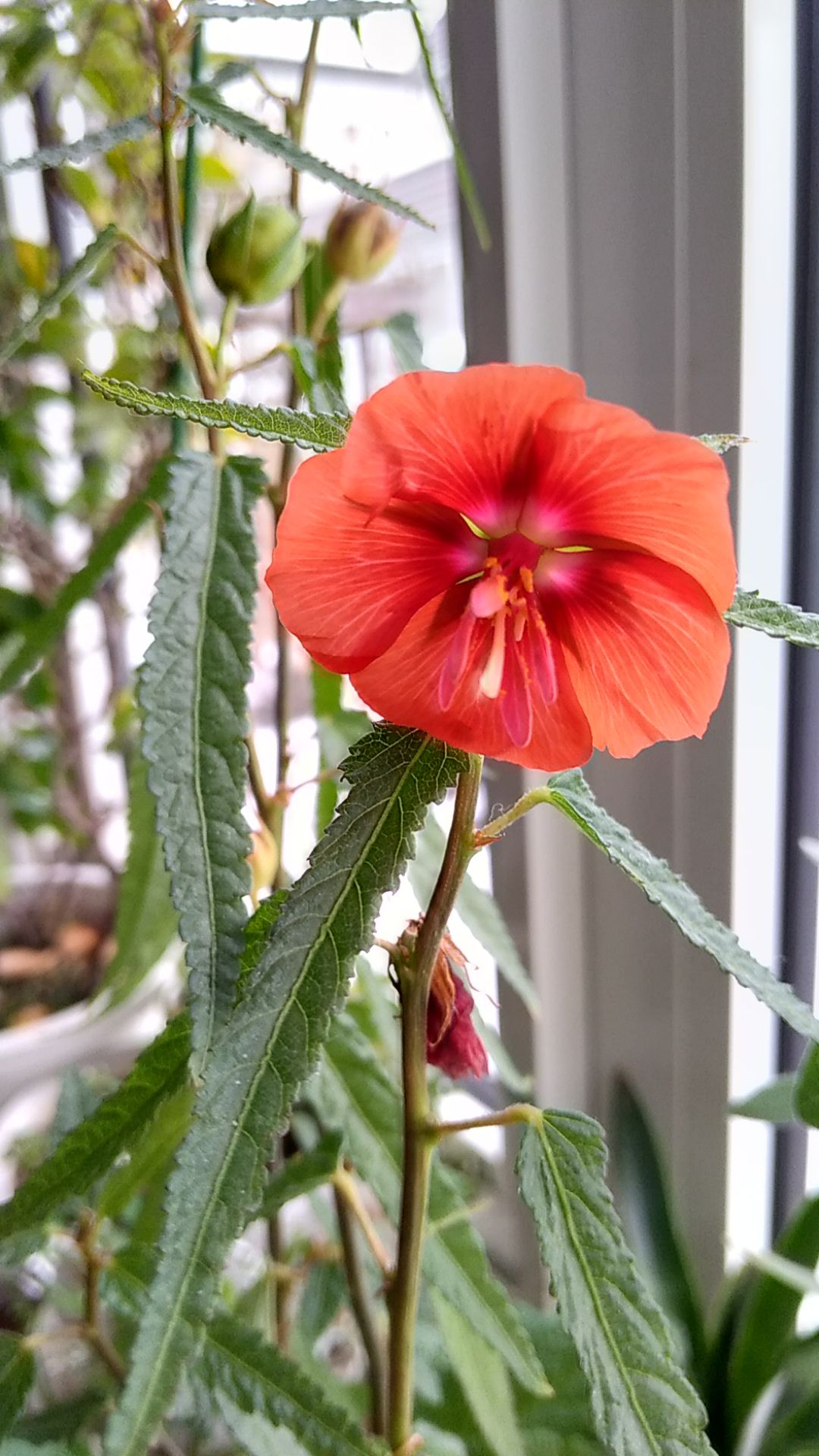 ゴジカの最後の花 ストレプトカーパスの植え替え 花に癒されて 楽天ブログ