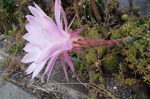 サボテンの花