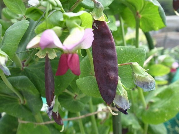 エンドウ豆の種まき時期 暇人主婦の家庭菜園 楽天ブログ