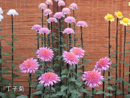 伊勢菊・丁子菊・嵯峨菊花壇