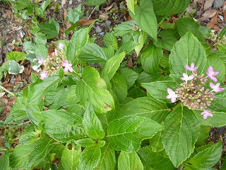 P1060861ss.jpg