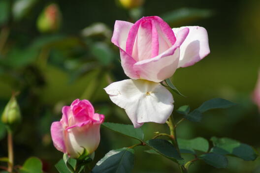 日比谷公園の秋薔薇