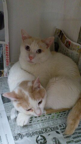お目々が真ん丸のチーちゃんとお母さんのシホンちゃん