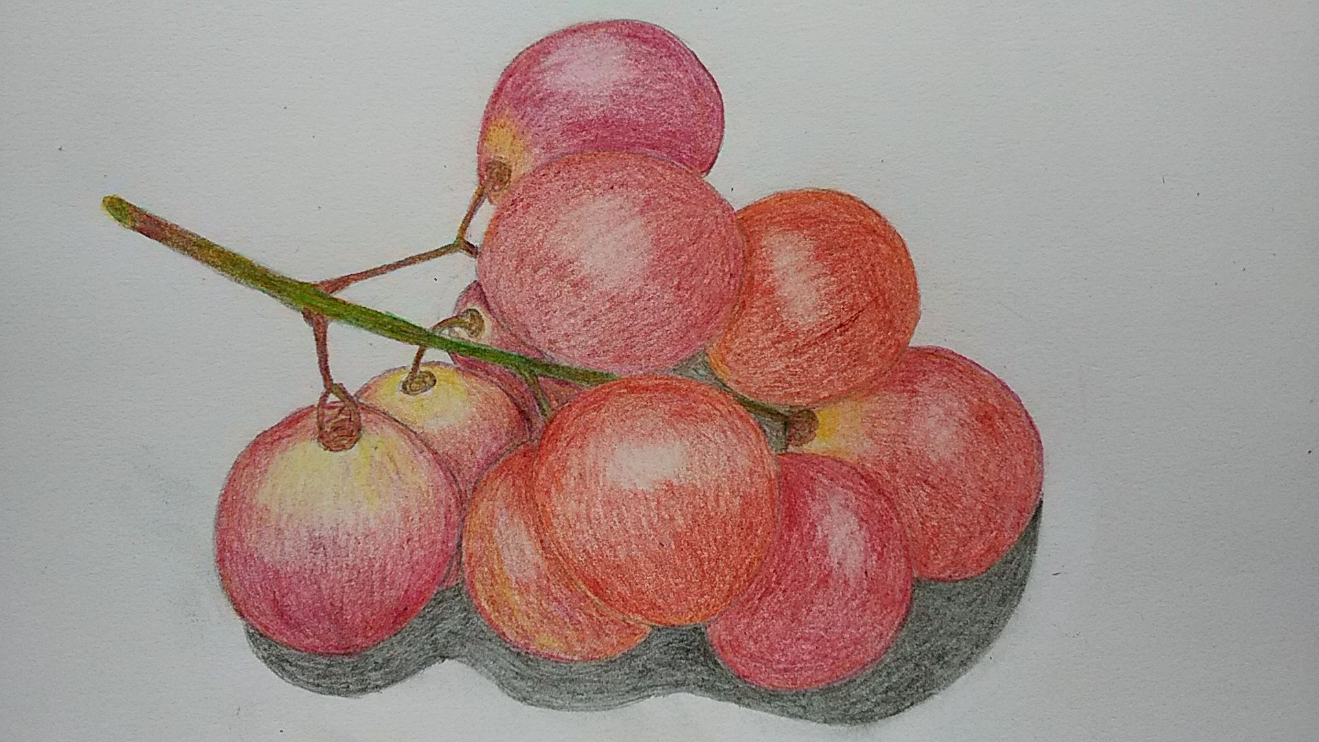 レッドグローブ を描いたよ パフとレモン トゥリー さりぃちゃん On 釣三丸 楽天ブログ