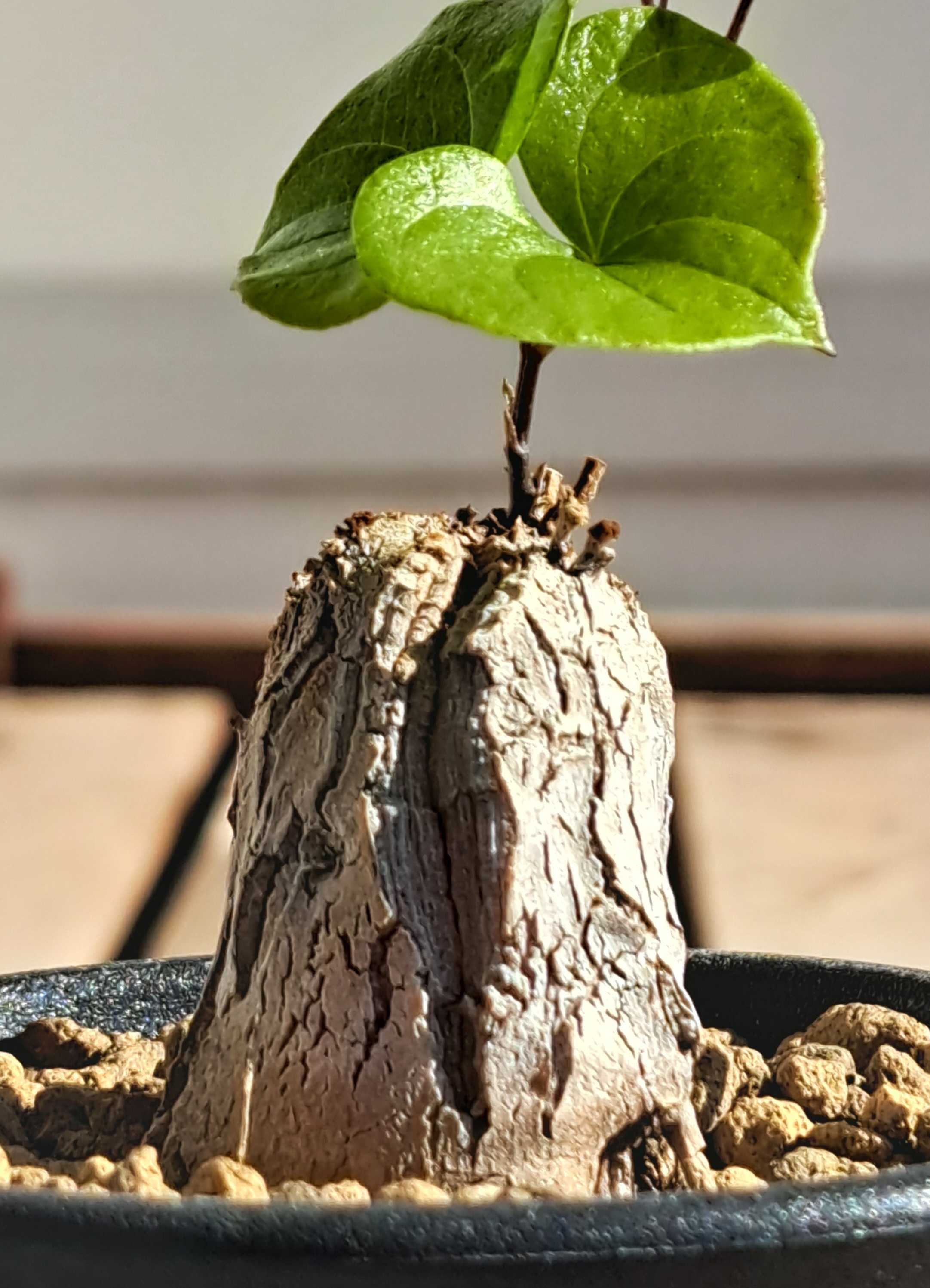 亀甲竜3鉢の様子を見る | デルオの多肉日記 - 楽天ブログ