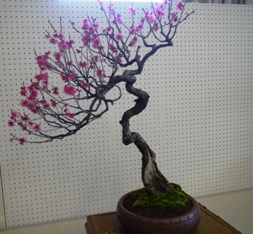 盆梅展１２