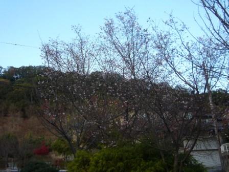 P1150631（十月桜）.jpg
