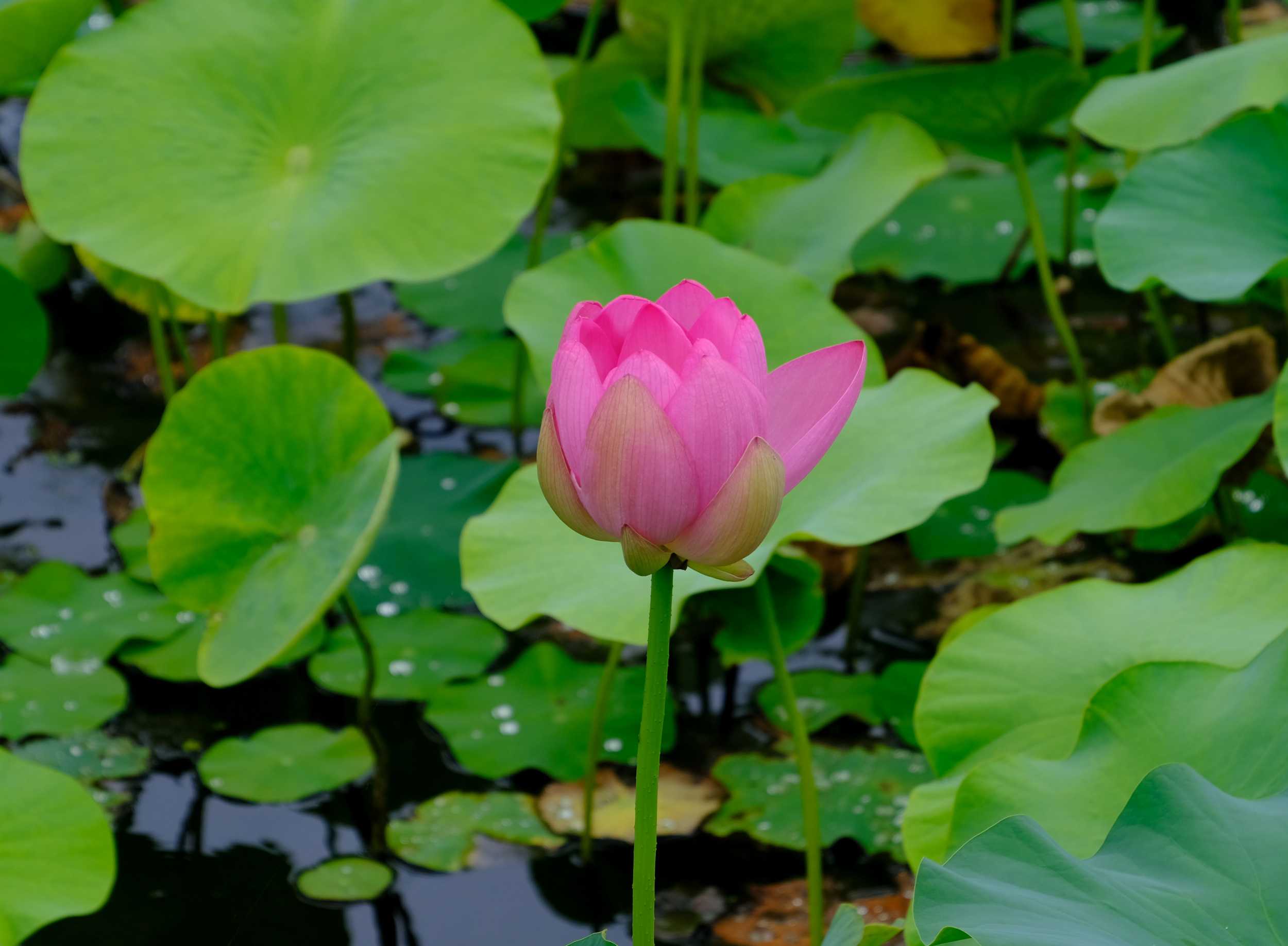 今度は大賀蓮 南風のメッセージ 楽天ブログ
