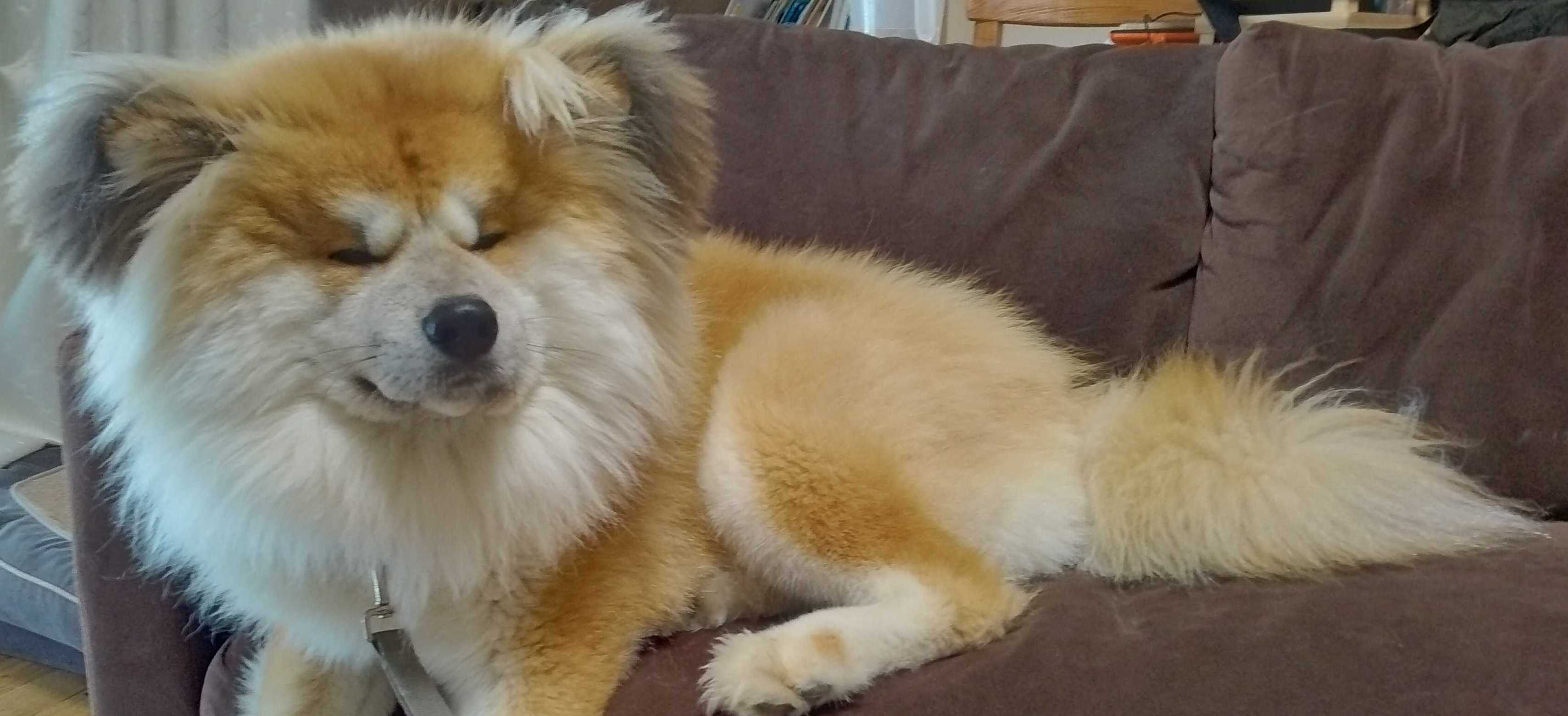 顔の毛がライオンみたいになってきました 秋田犬 長毛 ゴン太のブログ 楽天ブログ