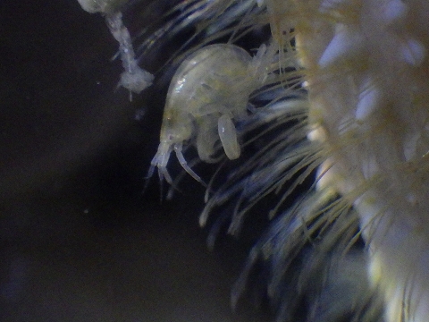 ヨコヤホンヤドカリ（Propagurus obtusifrons）に共生するヨコエビの仲間10
