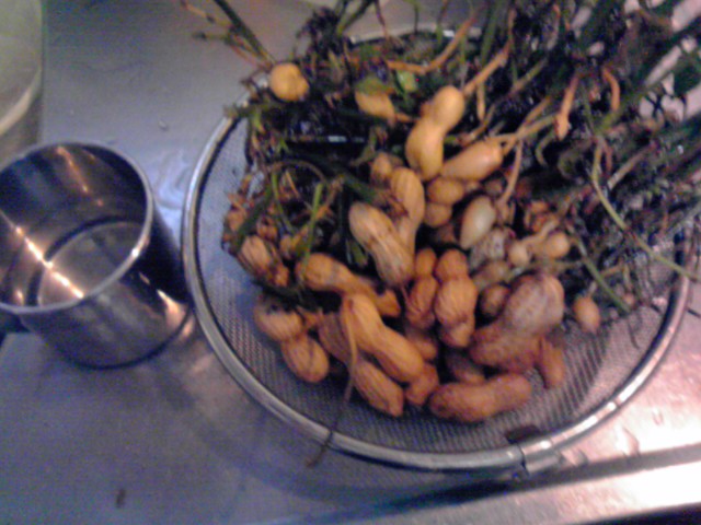 枝落花生907.jpg