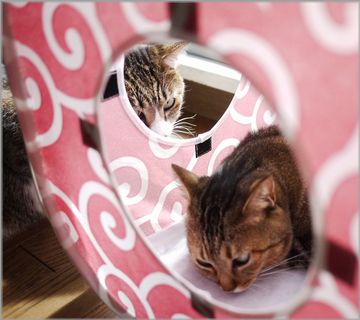 出ろ出ろ出ろ出ろ～