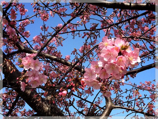 三浦海岸の河津桜