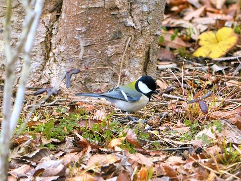 スズメは歩かずになぜはねるの 朝日新聞の昔の記事に学んだ情報 三田のいのしし 見て歩き日記 楽天ブログ