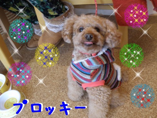 ﾌﾟﾛｯｷｰ.JPG