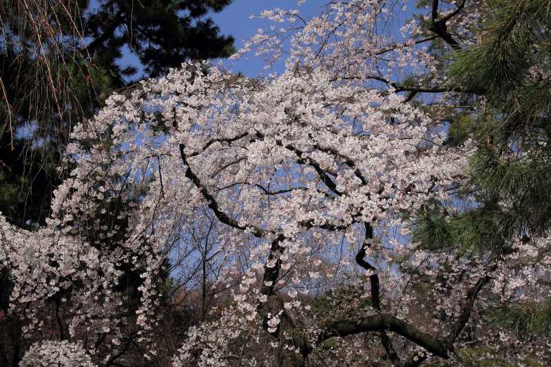 京都御苑_003.jpg
