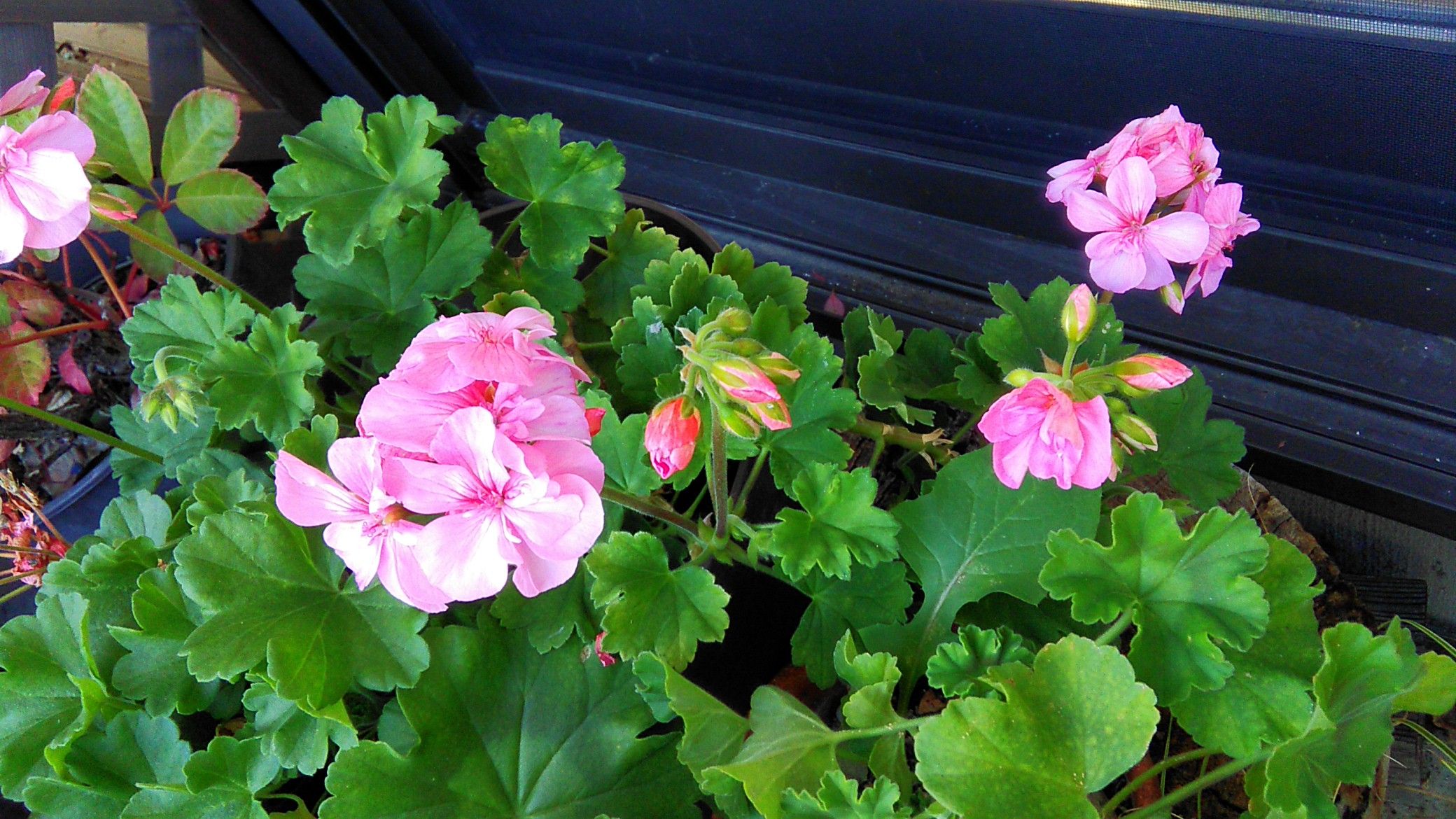 ゼラニウム Miraiの庭 つれづれに 楽天ブログ