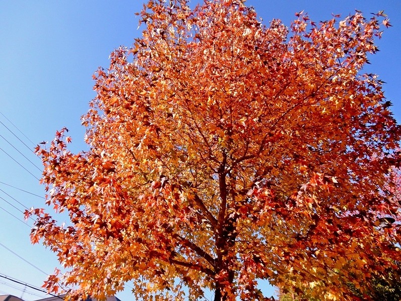 公園の紅葉8.JPG