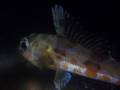 ハタタテヒメ（Hime sp.）21　メス　深海魚飼育