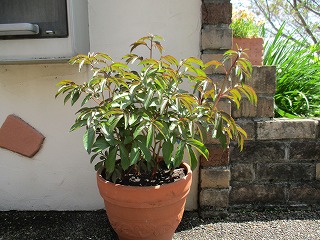 IMG_9901ss.jpg