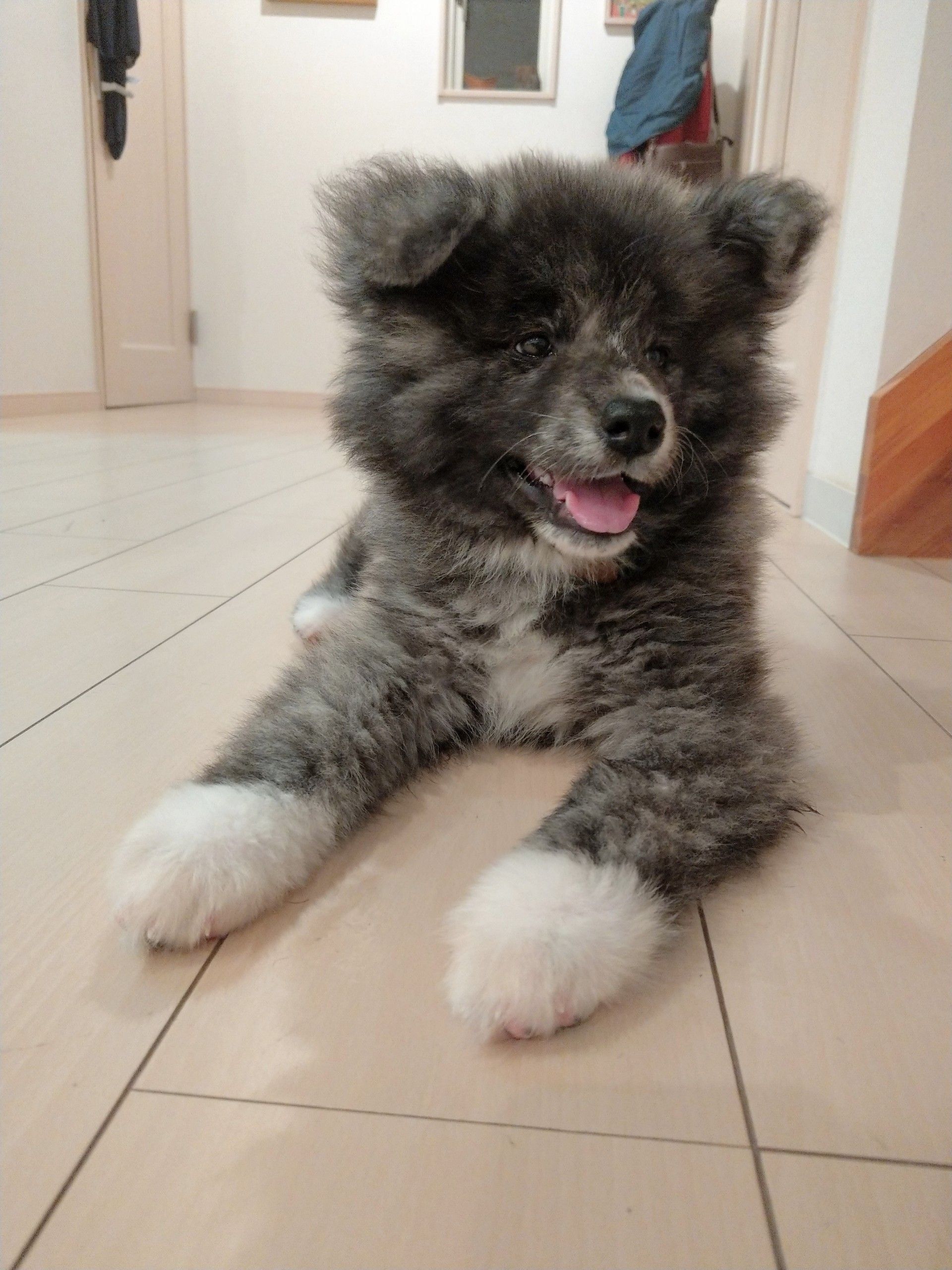 初めまして 秋田犬くうさん日和 楽天ブログ